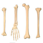 Artificial Bone / Bone Bank